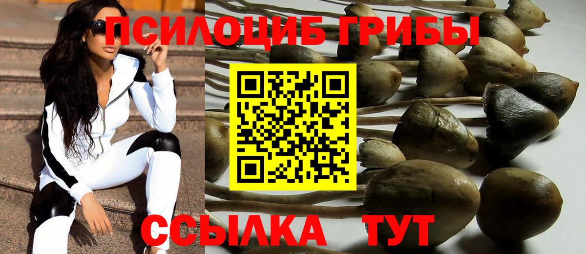 магазин    Галлюциногенные грибы прущие грибы  Сосновый Бор  Псилоцибиновые грибы мицелий 
